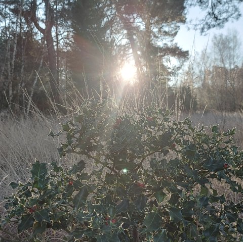 Winter Ilex Frost (co) Thei&szlig;en-Braun
