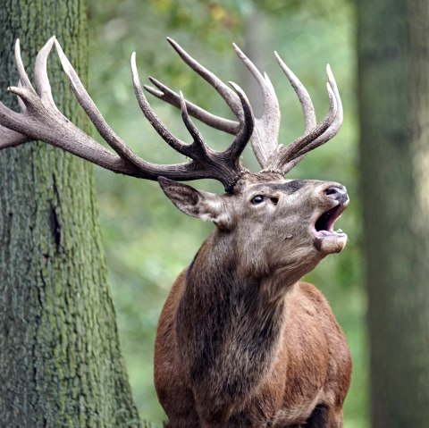 Hirschbrunft, © Hochwildpark Kommern GmbH