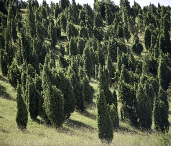 Wacholderschutzgebiet Lampertstal. Das gr&ouml;&szlig;te zusammenh&auml;ngende Wacholdergebiet in NRW, &copy; Rheinland-Pfalz Tourismus/D. Ketz