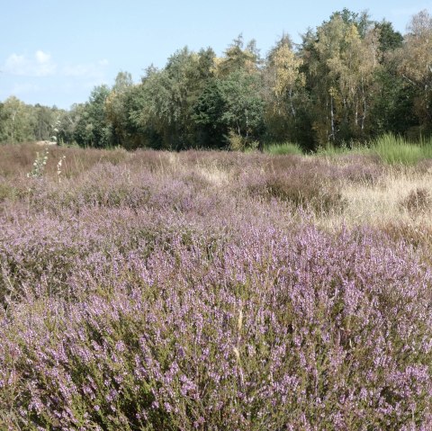 Eifel heimisch, &copy; Guido Hendle