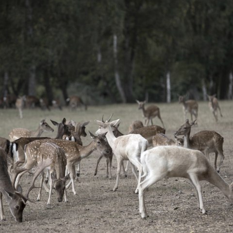 Rehe im Hochwildpark, &copy; Ralph Sondermann