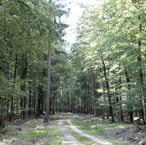 Ein schmaler Waldweg schl&auml;ngelt sich durch einen dichten, gr&uuml;nen Wald auf der EifelSpur Wildnispfad., &copy; Nordeifel Tourismus GmbH