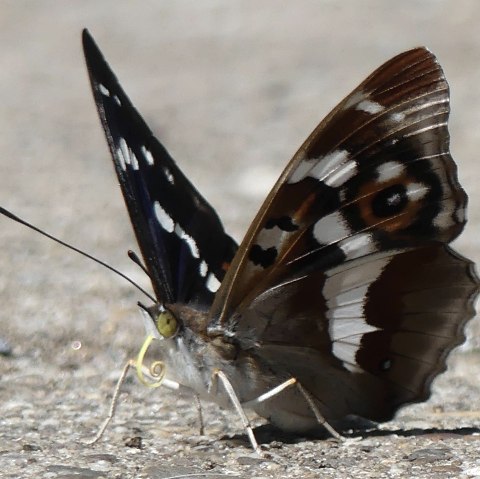 Close-up of a butterfly, &copy; Stefan Leiding