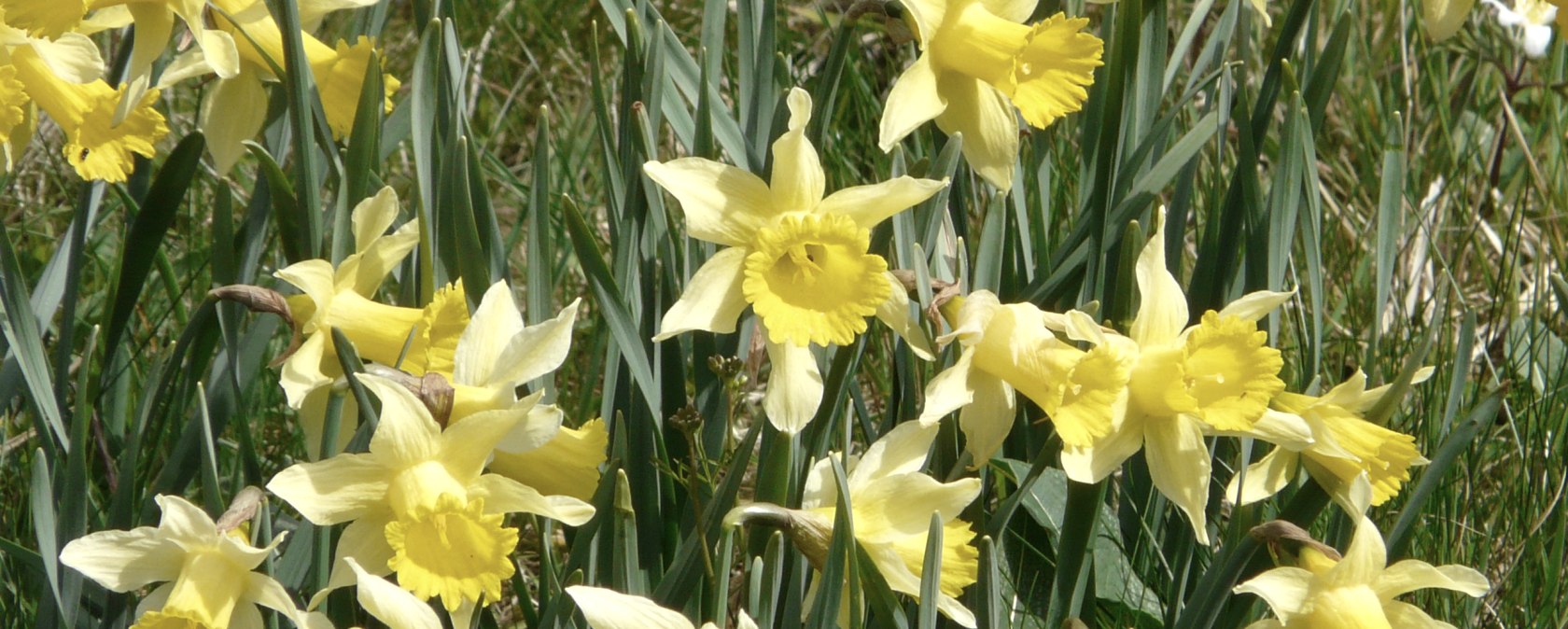Daffodils in the Perlenbach valley, &copy; Monschau-Touristik