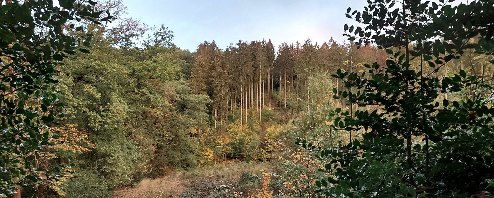 Herbstwald (co) Theißen-Braun