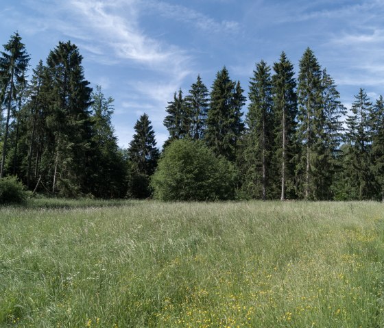 Gr&uuml;ne Wiese mit gelben Blumen, umgeben von hohen Nadelb&auml;umen unter einem blauen Himmel mit wei&szlig;en Wolken., &copy; Nordeifel Tourismus GmbH