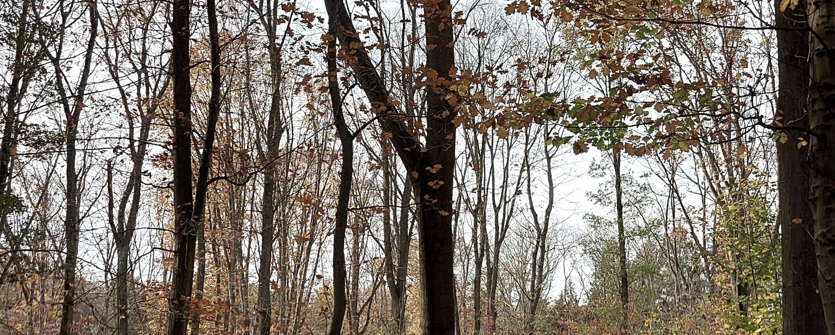 Novemberwald (co) Theißen-Braun