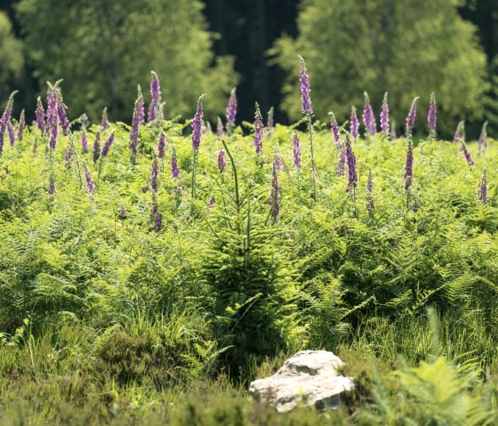 Fingerhut am Wanderweg Struffeltroute, &copy; Eifel Tourismus GmbH/D. Ketz