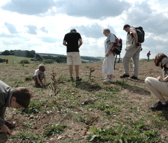 Fossilienacker II, &copy; Nordeifel Tourismus GmbH & Jugendg&auml;stehaus Nettersheim