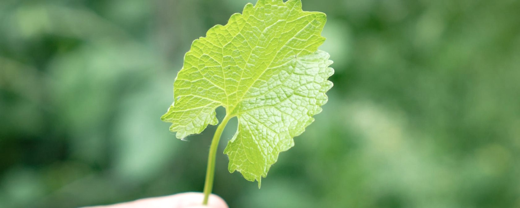 Knoblauchrauke, &copy; Tine Knauft