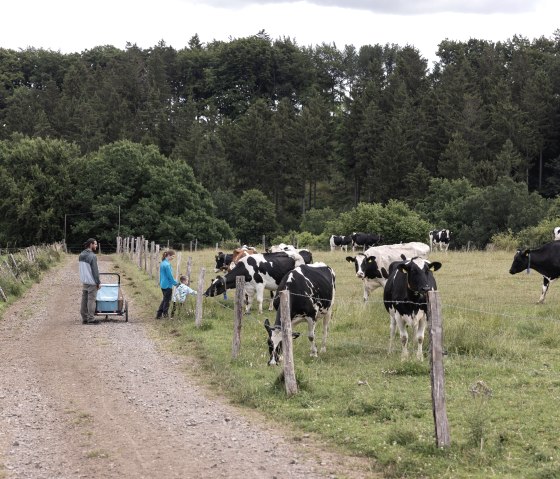 Family with baby carriage on country lane next to cow pasture, surrounded by trees., &copy; Eifel Tourismus GmbH, Tobias Vollmer - finanziert durch REACT-EU