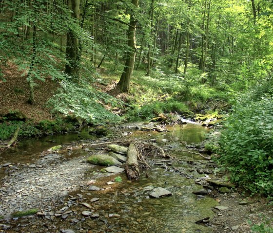 Bachlauf Erkensruhr_M. Weisgerber