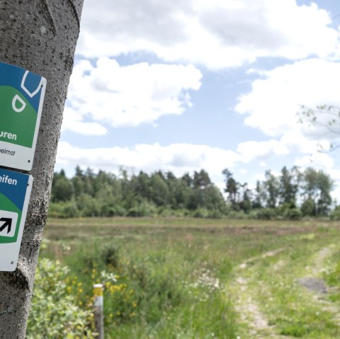 Wegweiser f&uuml;r Eifelspuren und Eifelschleifen an einem Baum. Im Hintergrund ein Pfad und eine gr&uuml;ne Wiese unter blauem Himmel mit Wolken., &copy; Nordeifel Tourismus GmbH