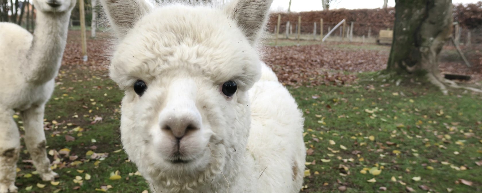 Alpaka nah, &copy; Alpaka Kleinfrankreich