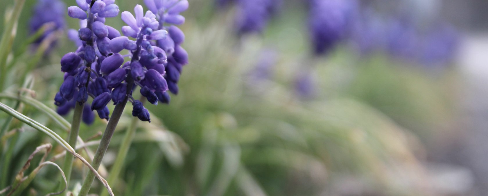 Symbolbild_Blumen, © Rursee-Touristik GmbH
