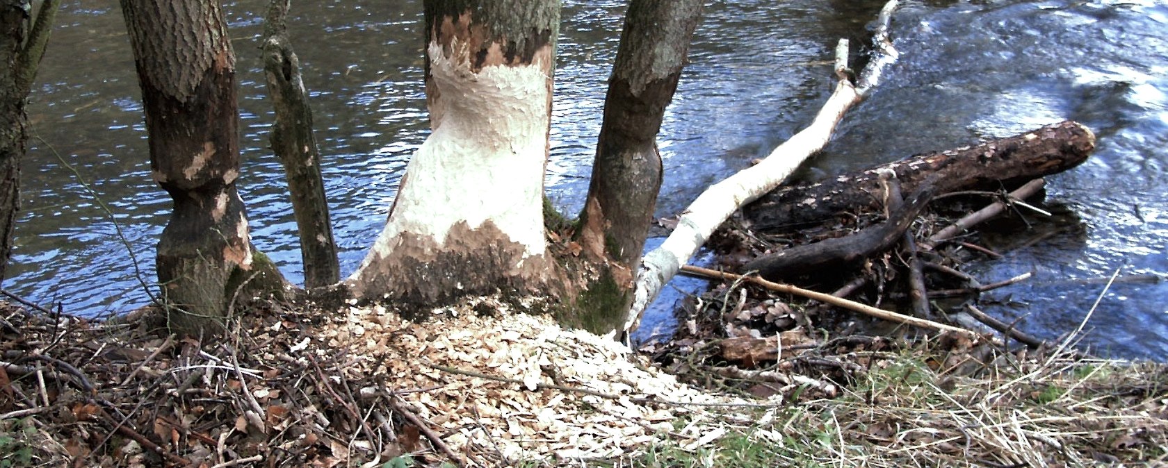 Beaver tracks