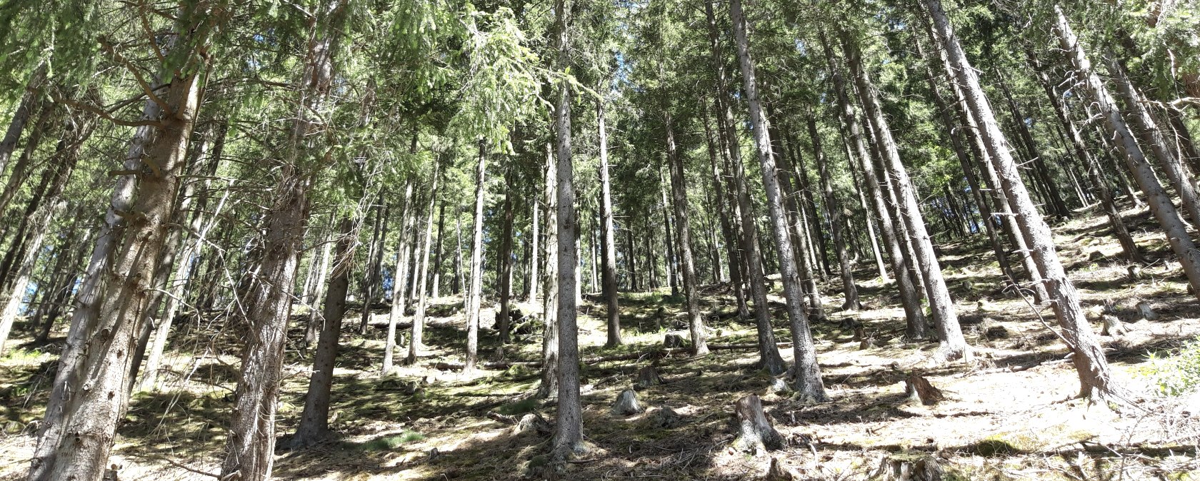 23 Nadelwald Sonnenlichtccbysa Monschau-Touristik_Barbara Frohnhoff, &copy; Monschau-Touristik GmbH, Barbara Frohnhoff