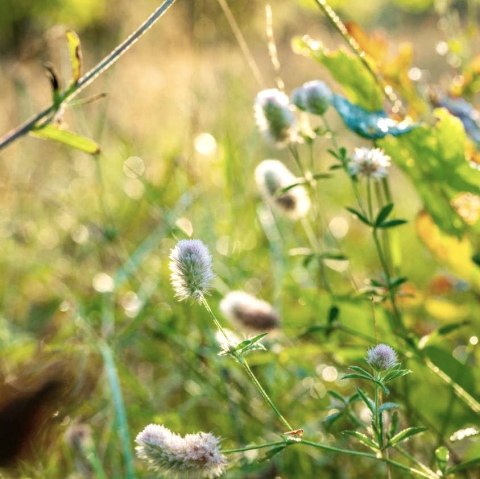 Un-Kr&auml;uter, &copy; Paul Meixner