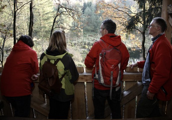 Beaver evening observation
