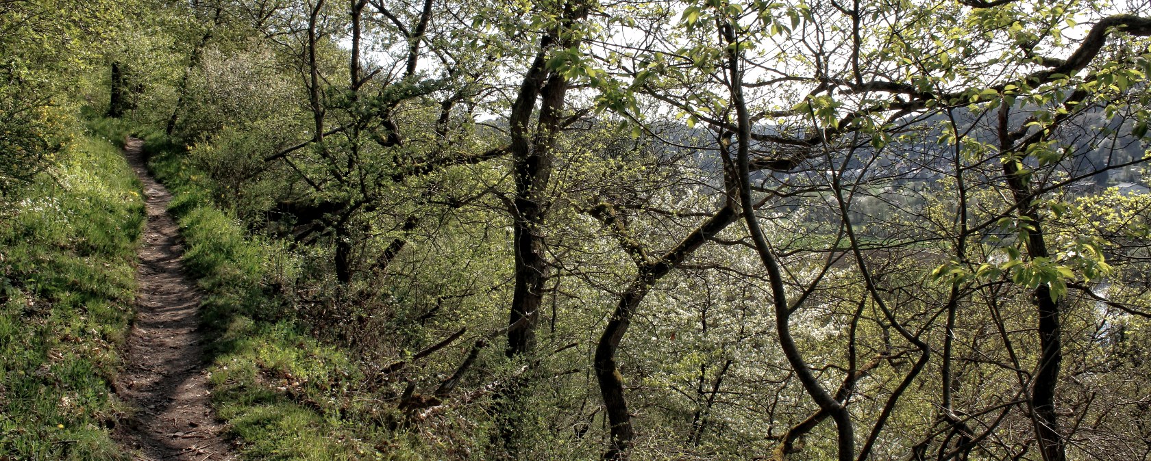 Out and about on natural paths