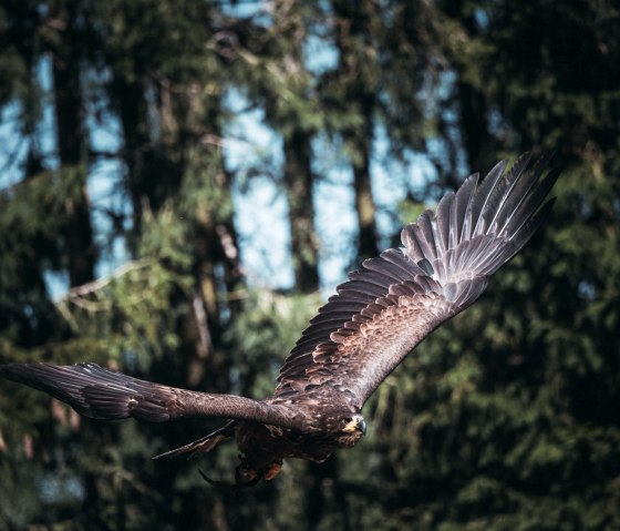 Ein Steinadler fliegt mit ausgebreiteten Fl&uuml;geln vor einem Waldhintergrund., &copy; Johannes H&ouml;hn