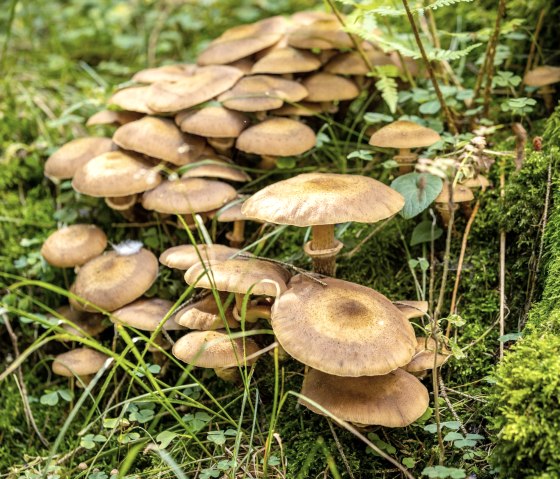 Pilze im Wald, &copy; Eifel Tourismus GmbH - Dominik Ketz