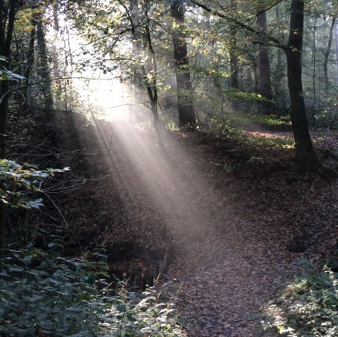 Waldbaden, &copy; Thomas Niemann