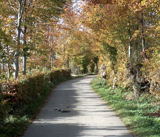 Hedge path Eicherscheid, &copy; Rursee-Touristik GmbH