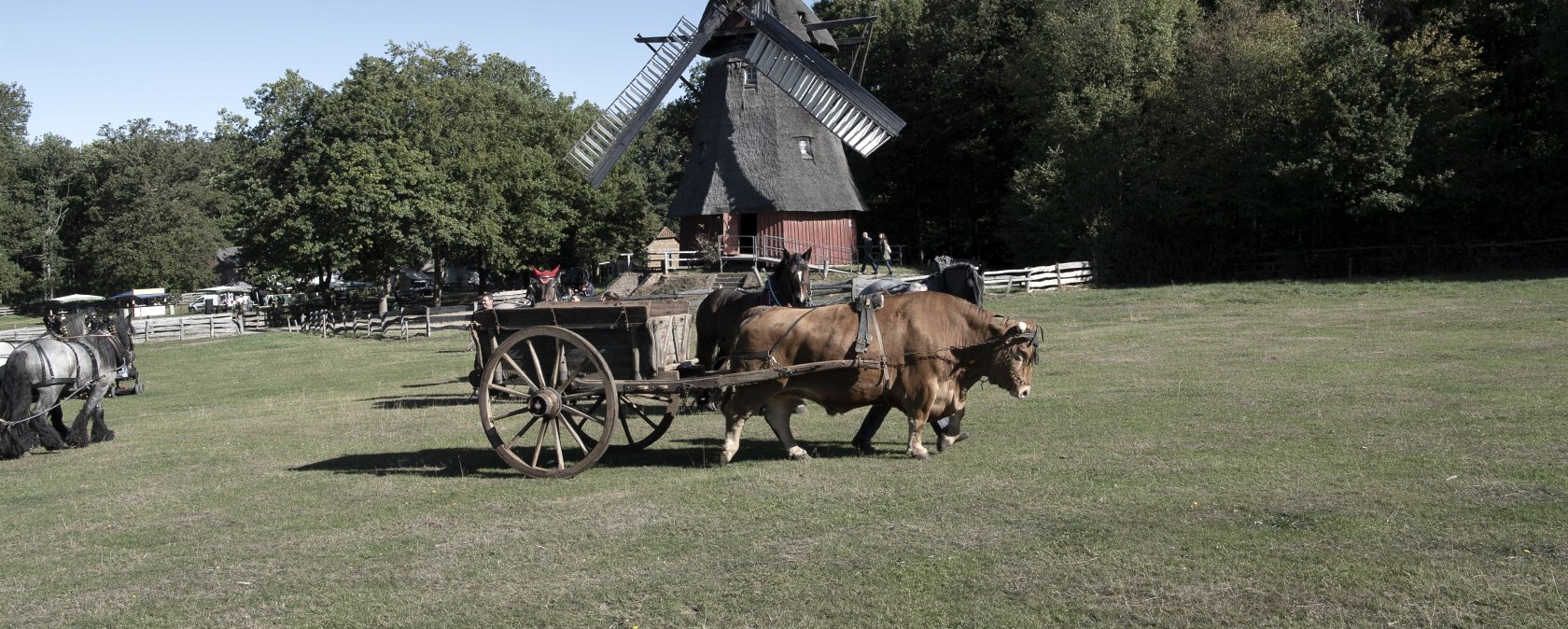 Ochsengespann, &copy; LVR-Freilichtmuseum Kommern/  Hans-Theo Gerhards