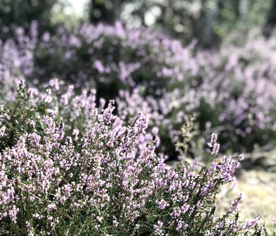 Dreamlike broom heather