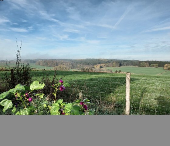 Gr&uuml;ne Wiesen und W&auml;lder unter blauem Himmel, im Vordergrund bl&uuml;hende Pflanzen und ein Zaun., &copy; Sweco GmbH