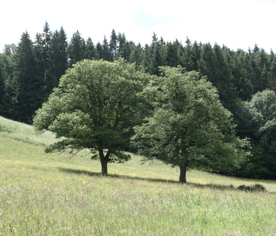 Wiese, &copy; Eifel heimisch