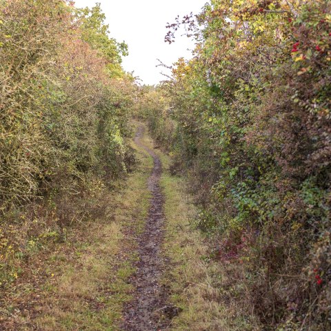 B&uuml;rvenicher Berg, &copy; Paul Meixner