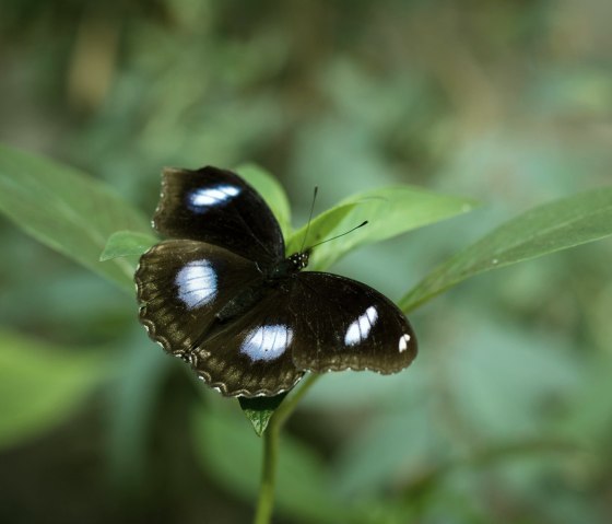 Schmetterling3, &copy; Eifalia