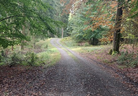 Herbst Buchenweg