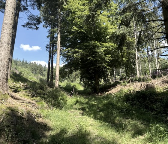 Pfad w&auml;hrend der Tour, &copy; Rureifel-Tourismus e.V., Dennis Winands