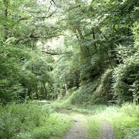 Willow stream valley, &copy; Eifel heimisch