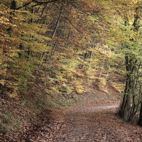 Buchen im Kermeter