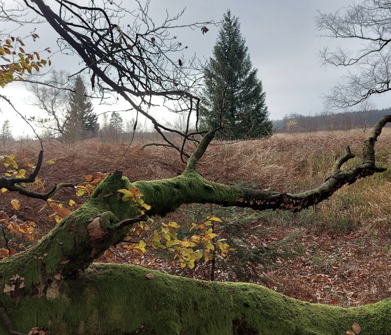 November Venn (co) Thei&szlig;en-Braun