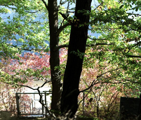 Discolored foliage