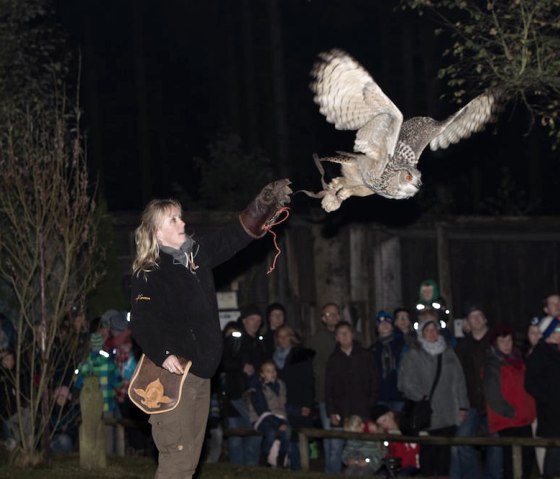 Flugshow bei Nacht, &copy; Hubertus Holtmeier/ Greifvogelstation Hellenthal