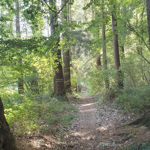 Eickser Busch, © Der Weggefährte - Michael Schulze Aktivtouren