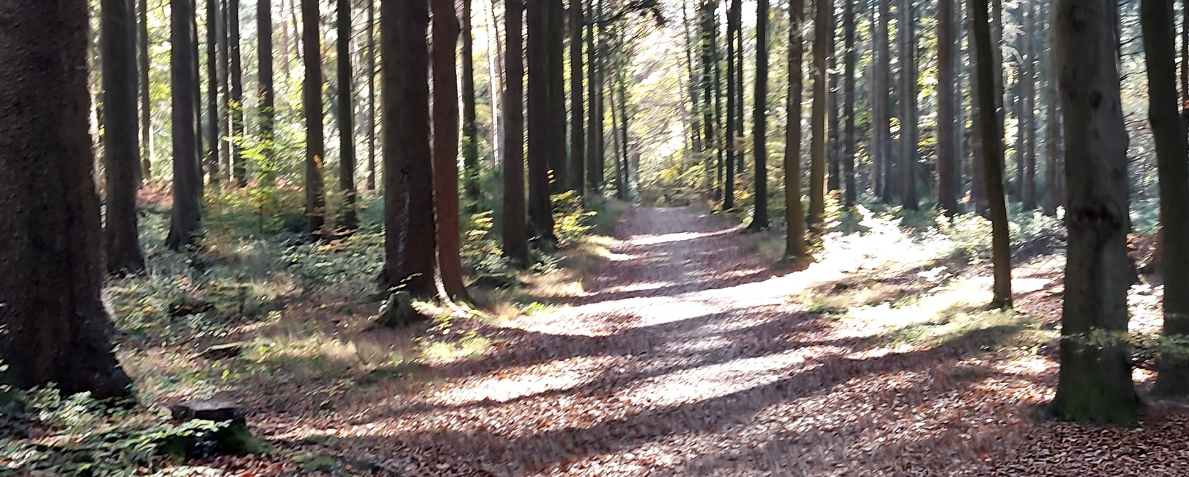 Weg Fichtenwald Schlangenberg September-November (
