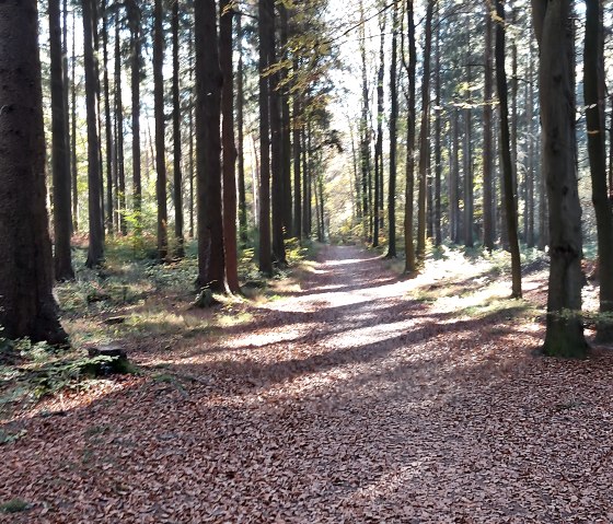 Weg Fichtenwald Schlangenberg September-November (