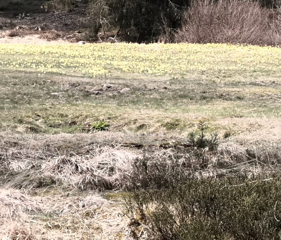 Narzissenwiese Perlenbachtal