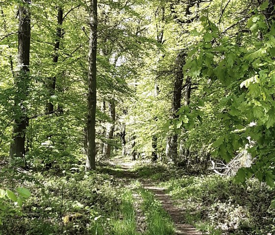 20210516_114615, &copy; Annette Rosen-Roevenich & Nordeifel Tourismus GmbH