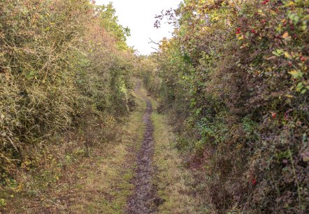 B&uuml;rvenicher Berg, &copy; Paul Meixner