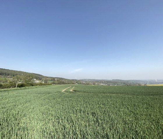 B&ouml;rdelandschaft with a wide view, &copy; Rureifel-Tourimus e.V.
