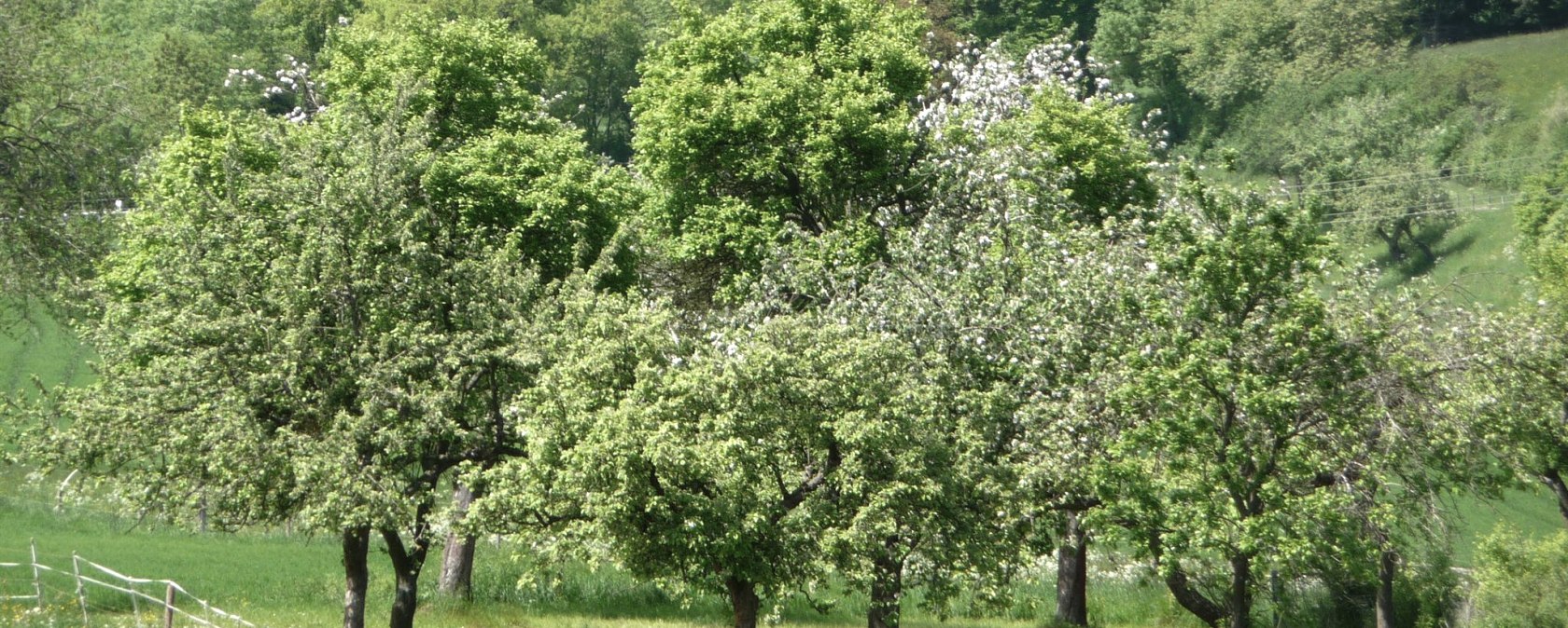 Obstbaumpflege, © Naturzentrum Nettersheim