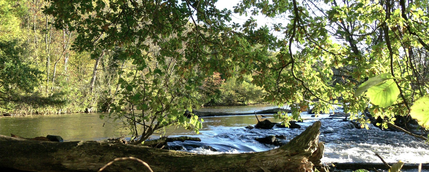 Todholz im Rurwehr, &copy; Gemeinde Kreuzau